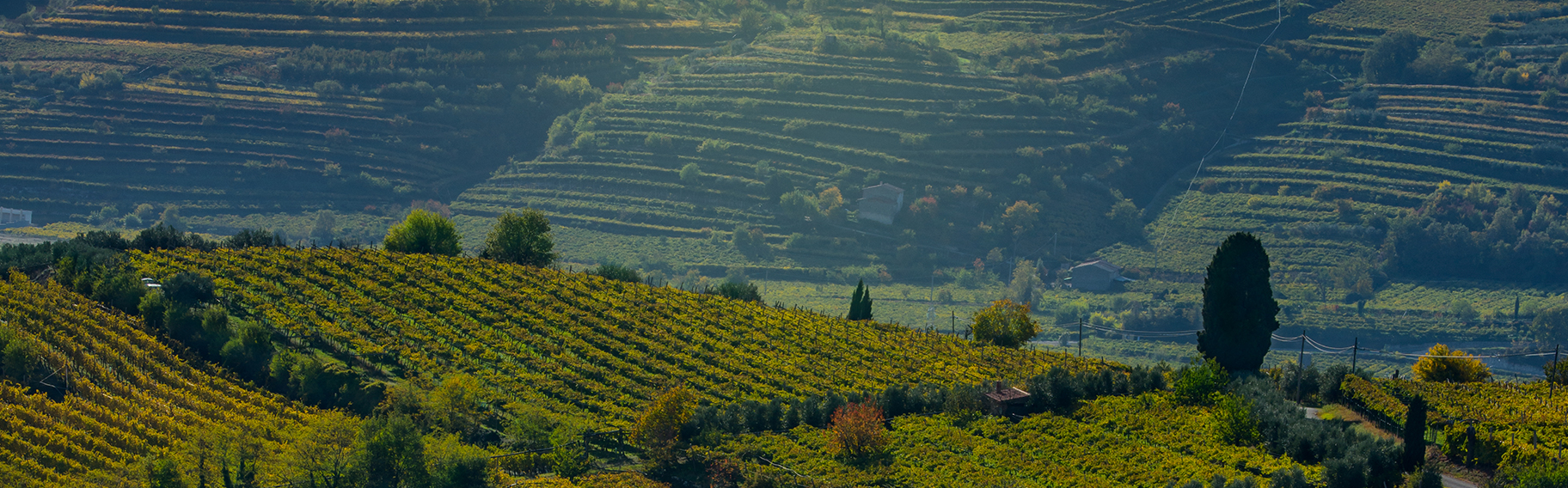 soave_header1